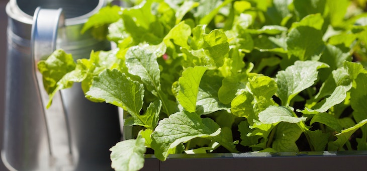 Mistakes to avoid when growing vegies in containers