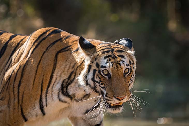 bengal tiger in Bandahavgarh National Park
