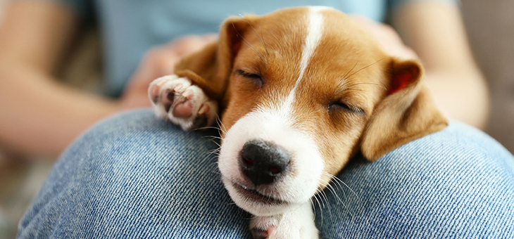 Six things no-one tells you before buying a puppy