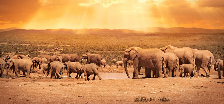 Save $500 per person with earlybird South African safari
