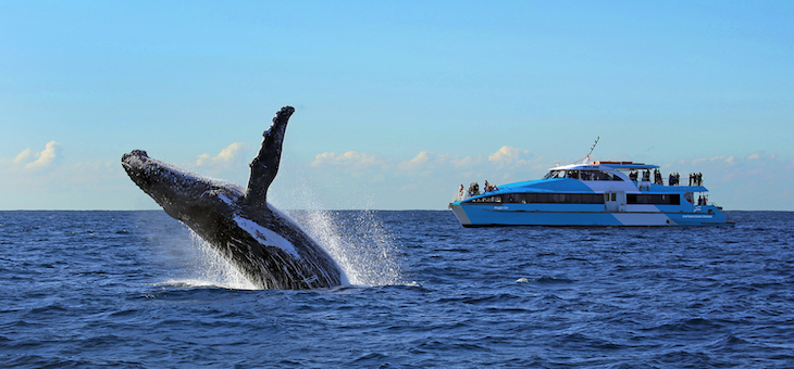 Whale watching makes a splash in Sydney