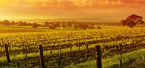 Wining and dining in the Barossa