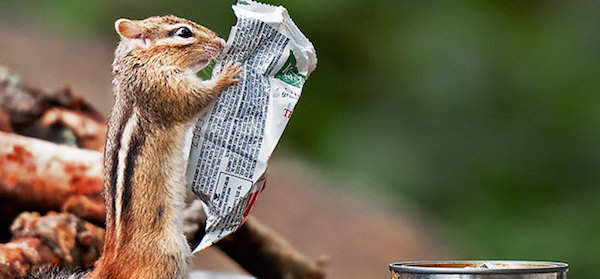 Chipmunk reading the paper