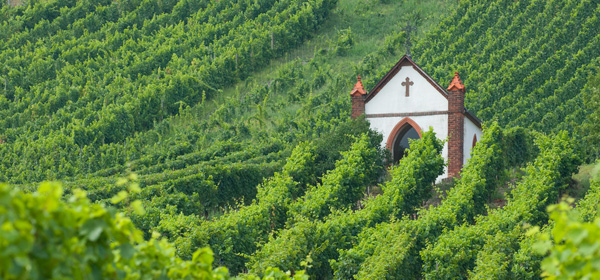 church vineyard