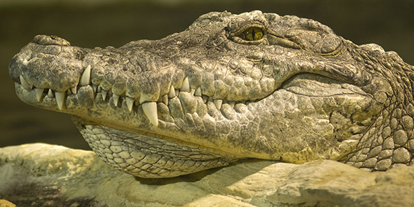 Closest crocodile encounters