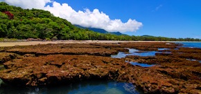 Delightful and affordable Daintree