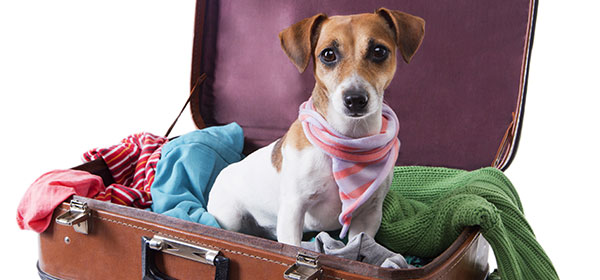 How your pets can earn frequent flyer points