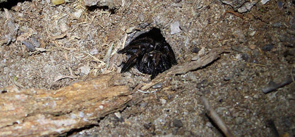 Funnel-web spider venom could provide stroke protection