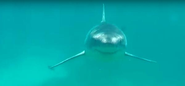 Filmmaker has great white shark encounter, lives to show the tale