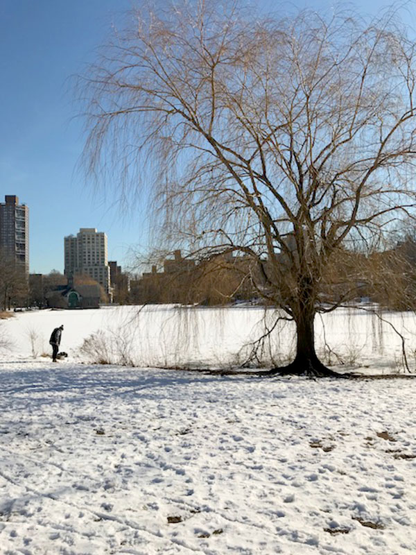central park new york winter