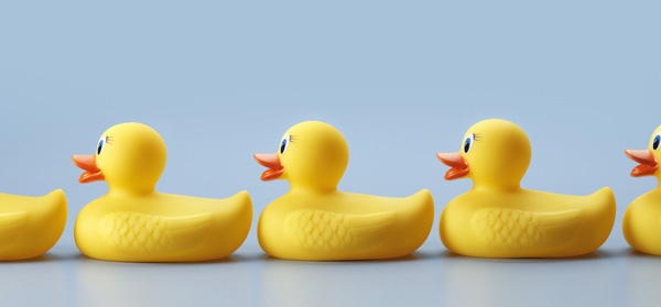 Line of rubber ducks in a row