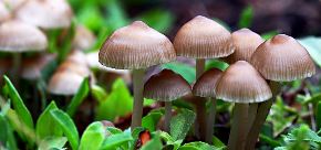 Mushrooms to replace vitamin D supplements?