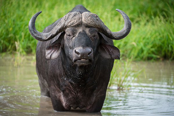 buffalo on safari