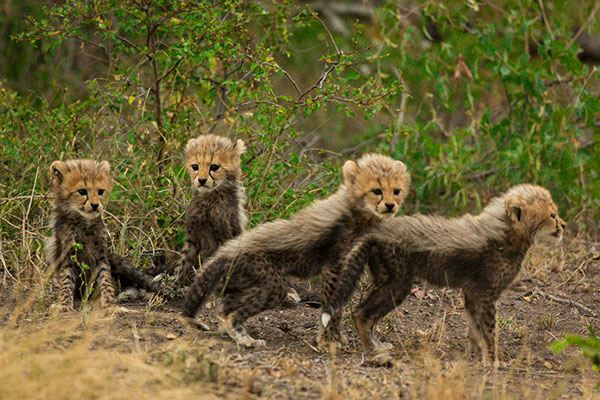 cheetah cubs on safari