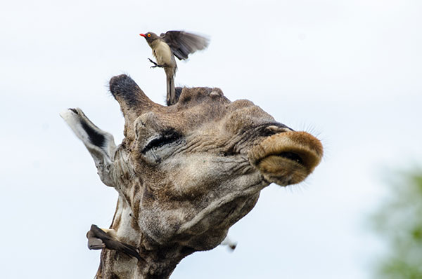 giraffe and bird on safari