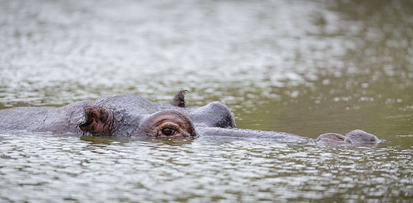 submerged hippo