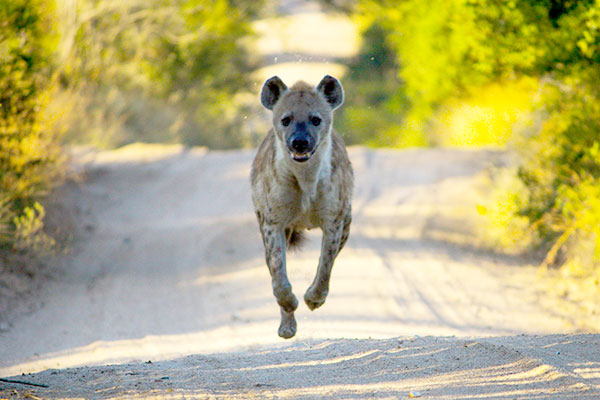 hyena on safari