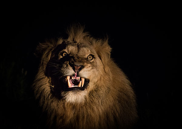 lion in the spotlight