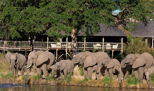 elephants outside the sabi sabi lodge