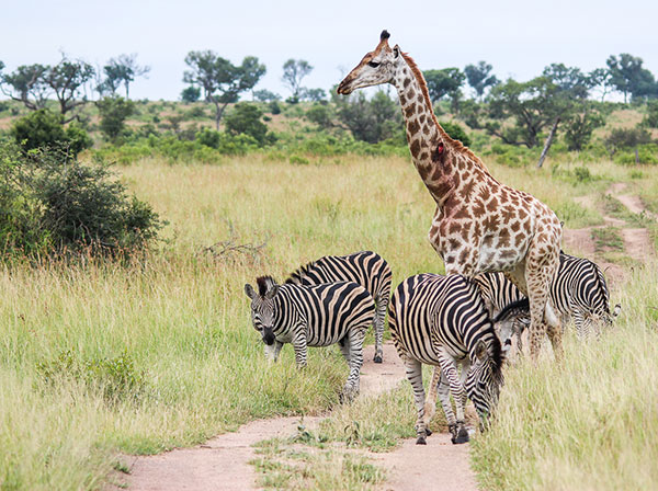 zebra and giraffe