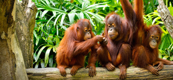 Three young orangutans playing together on a log