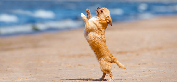 Little dog dances on the beach like a human