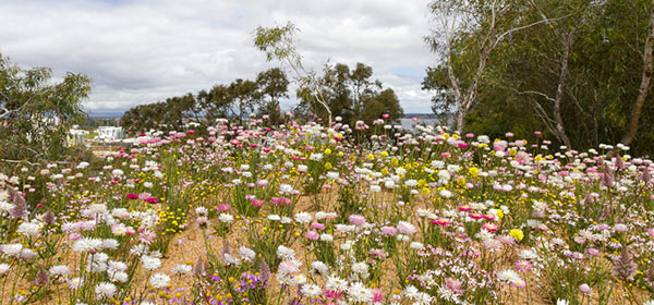 western australian wildflowers