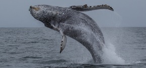 Whale watch along the NSW coast