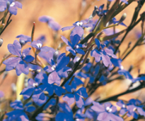 Experience the extraordinary Wildflowers of the West!