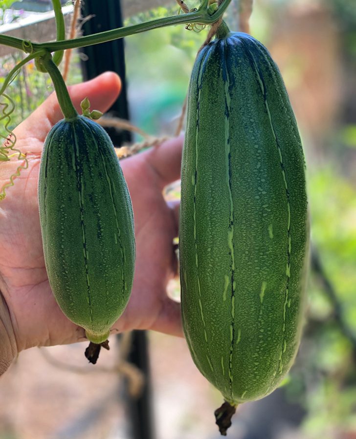 Jamie Oliver's Tuna Carpaccio YourLifeChoices